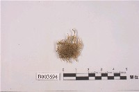 藏品(叉蘚屬)的圖片